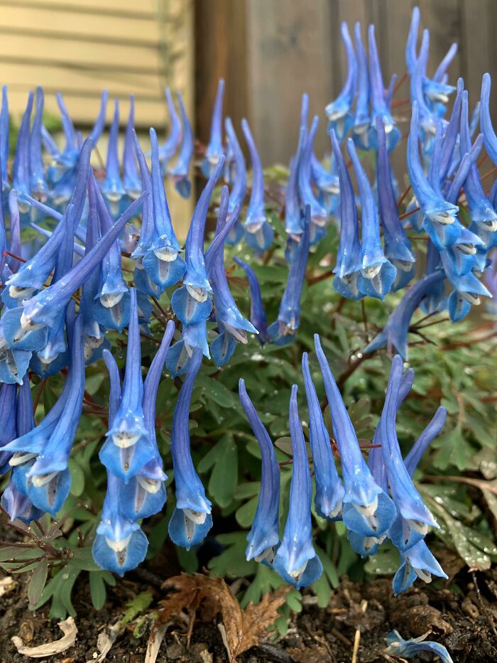 Blue mysterious plants with elongated tubular flowers growing densely in a garden bed surrounded by green foliage.