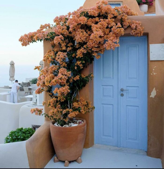 Mysterious plant with orange blossoms growing in a large terracotta pot by a blue door in a Mediterranean setting.