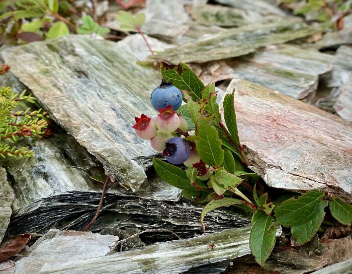 Close-up of mysterious plants with blue and white berries growing among layered flat rocks in a natural setting.