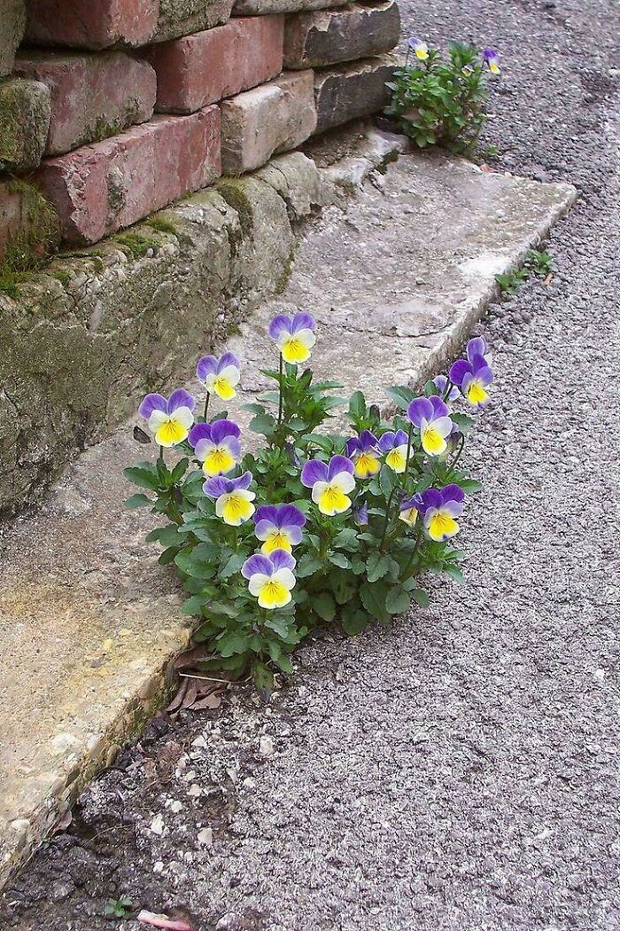Small mysterious plants with purple and yellow flowers growing through cracks near a brick wall on a paved path.