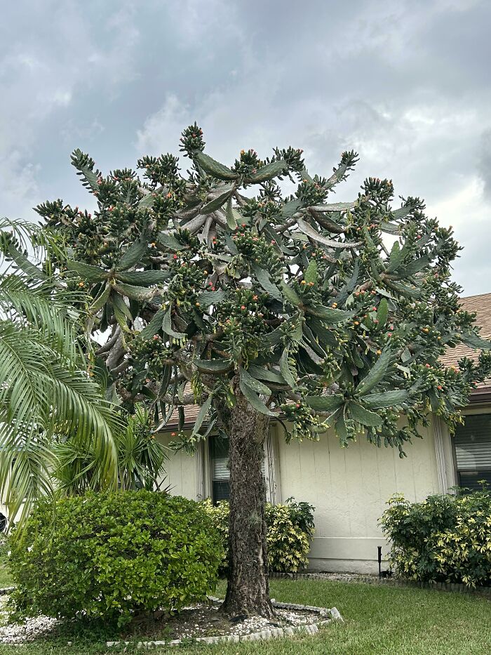 Unusual mysterious plant with thick branches and small red buds growing in a residential garden under cloudy sky.