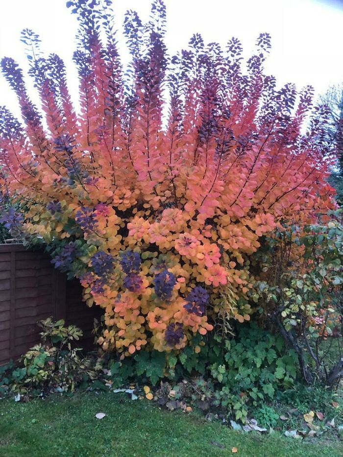 Colorful mysterious plant with purple and orange leaves growing in a garden near a wooden fence during autumn.