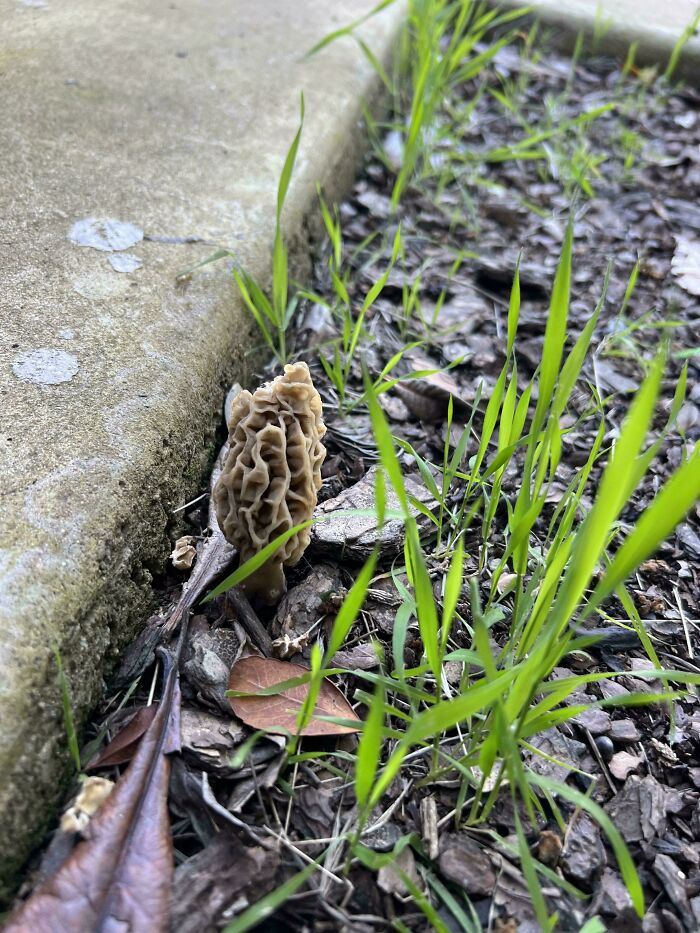 Close-up of a mysterious plant with wrinkled texture growing near a concrete edge among grass and leaves outdoors.