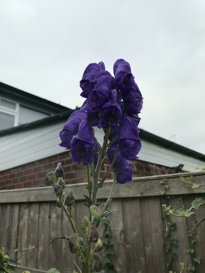 Tall purple flower in a garden with wooden fence and house background, part of mysterious plants people found collection.