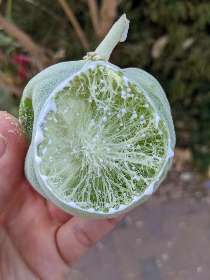 Close-up of a mysterious plant fruit with intricate white web-like structures and small white dots inside.