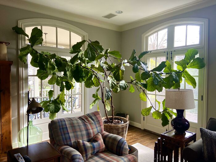 Large mysterious indoor plant with broad green leaves placed in a living room near windows and cozy armchair.