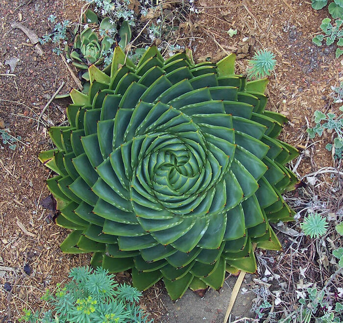 Spiral-shaped green succulent plant growing in soil with other small plants around, showcasing mysterious plant patterns.