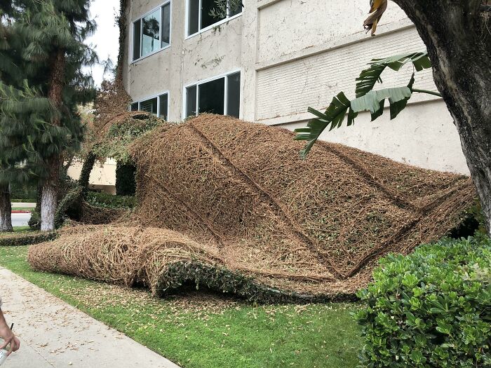 Topiary art shaped like a vintage car made from woven branches and leaves, showcasing creative and interesting outdoor design.