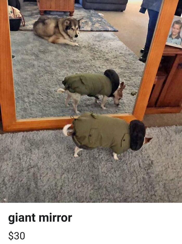 Small dog in green jacket reflected as a large dog in giant mirror in a living room with carpet and furniture