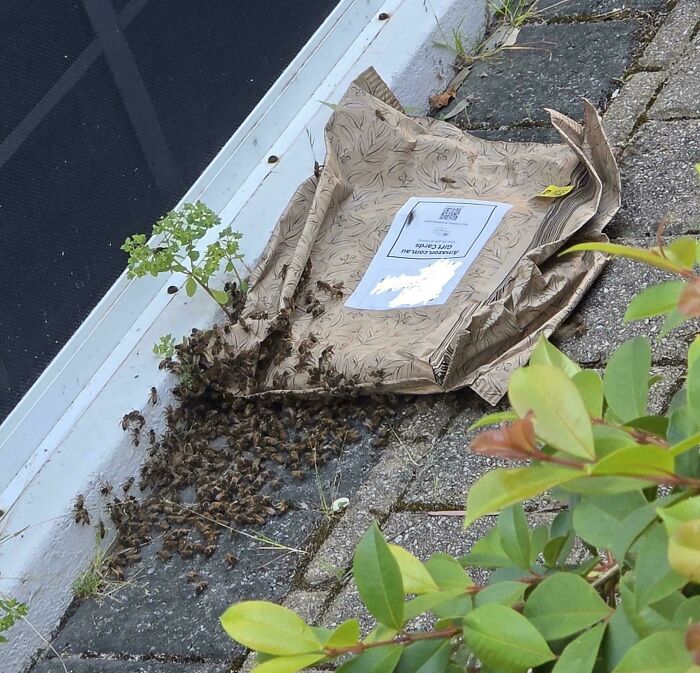 Swarm of bees escaping from a damaged delivery package on a tiled doorstep, showing a total mess situation outside a home.