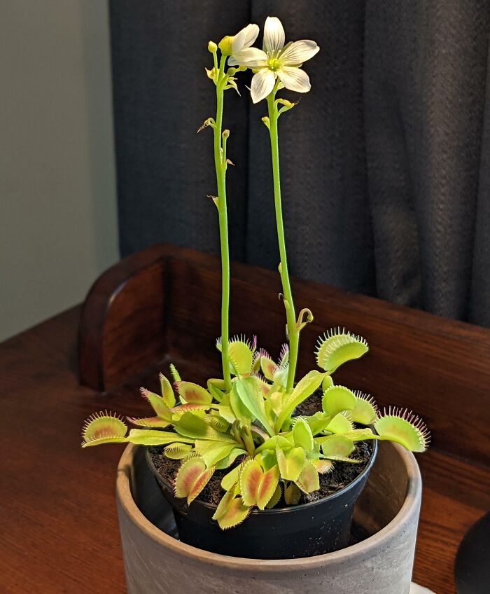 Venus flytrap plant with white flowers in a pot, illustrating interesting pics that answer questions about unusual plants.