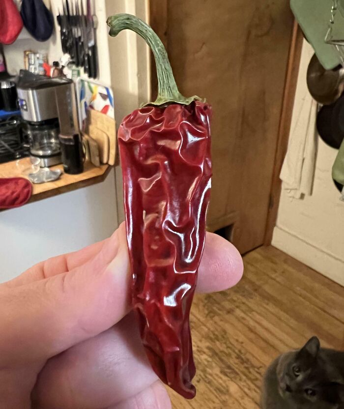 Hand holding a wrinkled dried red chili pepper indoors, interesting pics answering questions you didn’t know.
