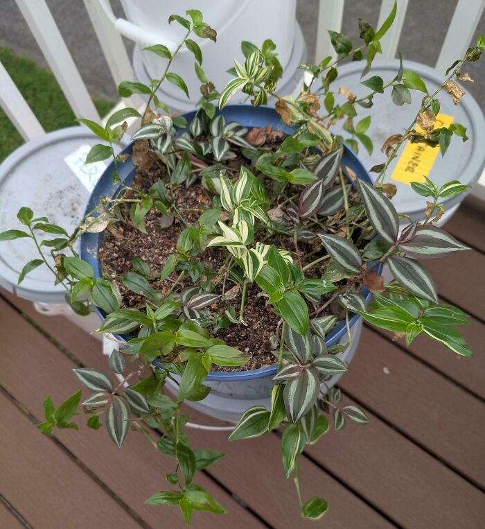 Potted Tradescantia plant with variegated leaves showing signs of browning and wilting on a wooden deck, interesting pics.