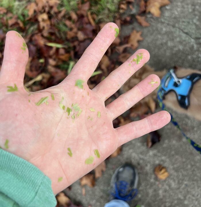 Hand covered with green grass clippings while walking a dog on a leaf-strewn sidewalk, showing a messy moment.