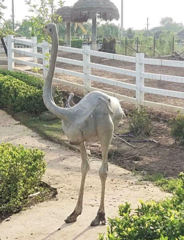 White bird with an unusually long neck and legs standing on a garden path in an interesting pics collection