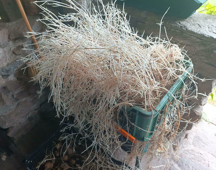 Dry tangled plant in a green basket on stone floor, illustrating interesting pics that answer unexpected questions.