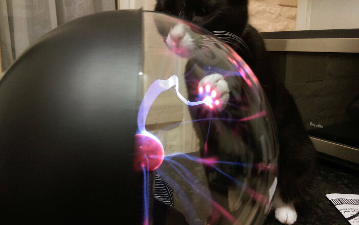 Black and white cat touching a plasma ball, illustrating interesting pics that answer curious questions visually.