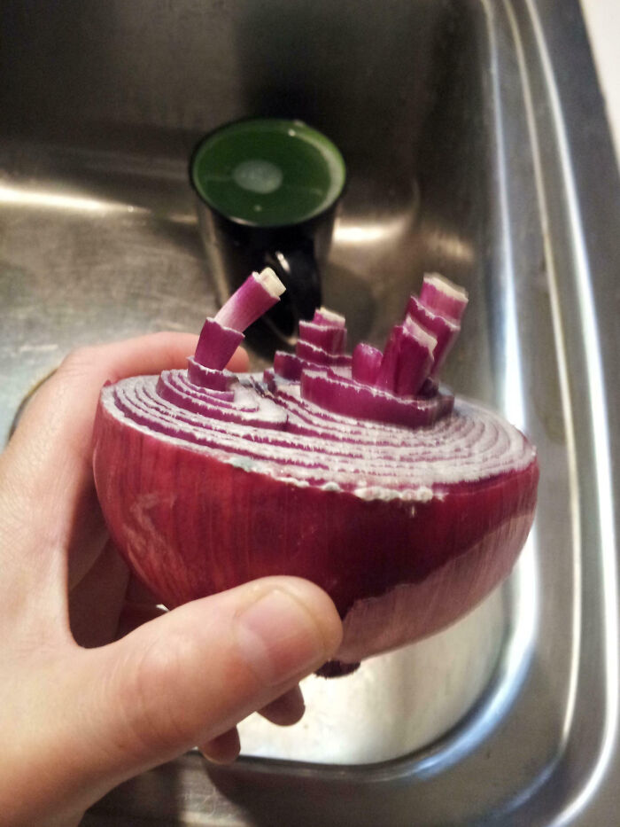 Hand holding a half-cut red onion with layers curling upwards above a kitchen sink in interesting pics.