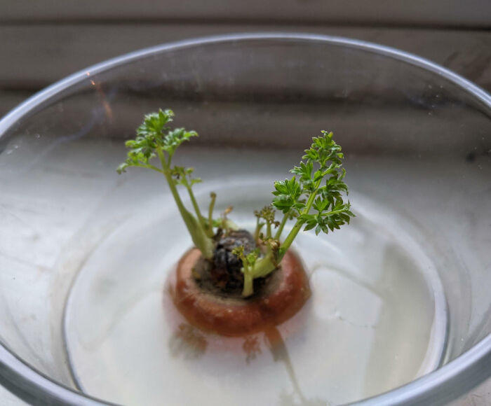 Carrot top sprouting green leaves in a glass bowl with water, illustrating interesting pics about plant growth.