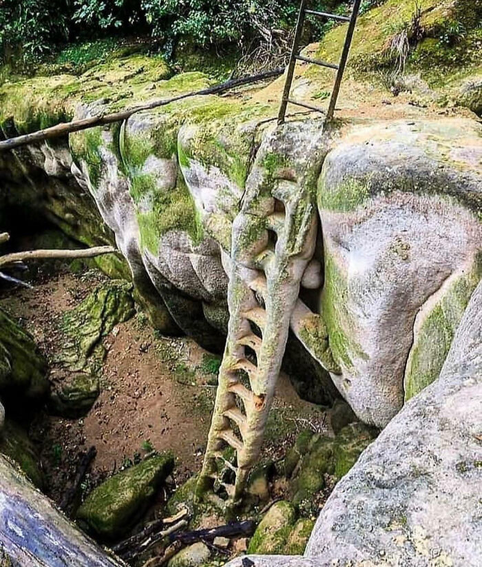 Stone ladder carved into rock wall with moss and foliage, an interesting pic that answers questions about ancient tools.