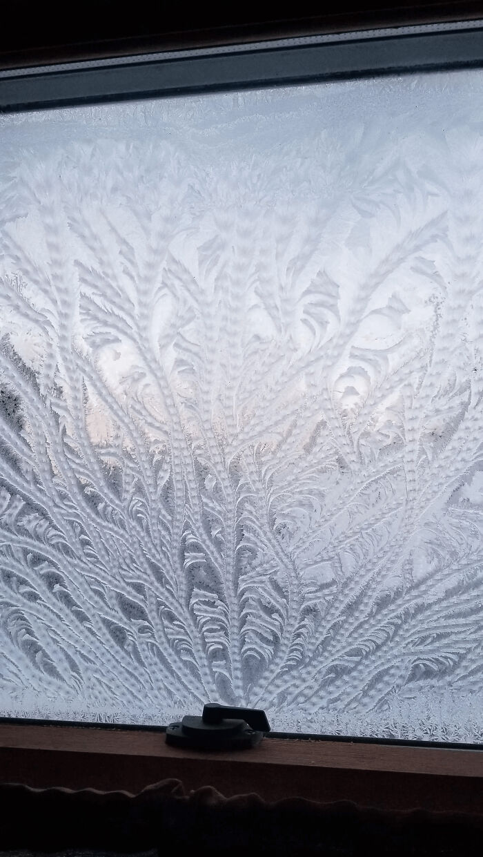 Frost patterns resembling leaves on a windowpane, illustrating interesting pics that answer questions visually.