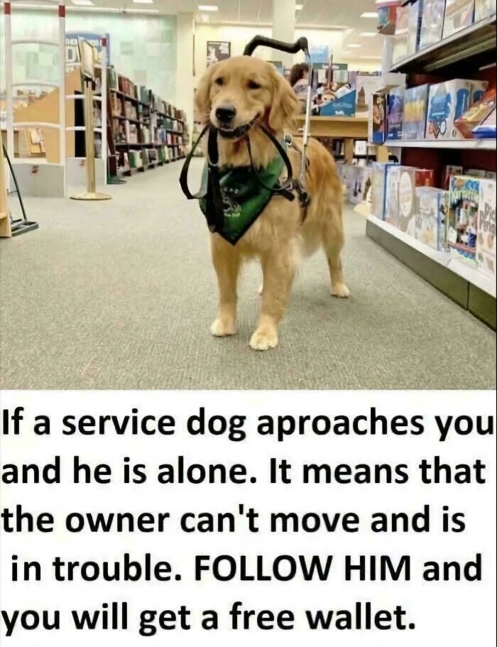 Golden retriever service dog in a library holding its harness, illustrating posts that go from 0 to 100 real quick.