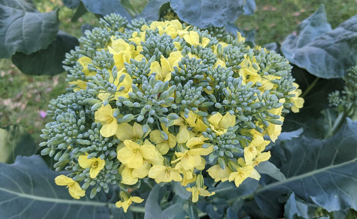 Close-up of a broccoli plant with yellow flowers, illustrating interesting pics that answer questions you didn’t know you needed.