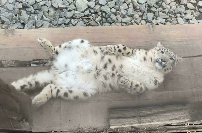 Snow leopard lying on its back, showing a floofy belly with purrfectly-proportioned fur spots on a wooden surface.