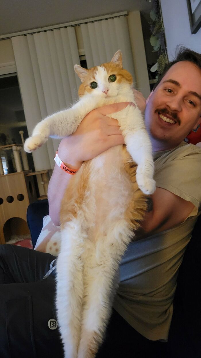 Man holding a floofy cat showing its purrfectly-proportioned belly in a cozy indoor setting.