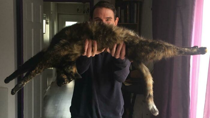 Man holding a floofy cat stretched out showing its purrfectly-proportioned belly indoors with natural light.