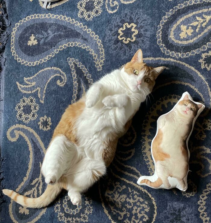 Orange and white floofy cat lying on its back next to a matching cat-shaped plush with purrfectly-proportioned belly.