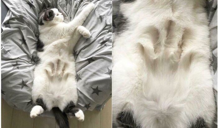Floofy cat lying on back showing purrfectly-proportioned belly with soft white and black fur on a star-patterned blanket.