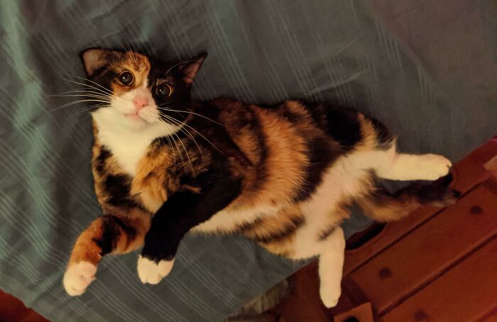 Calico floofy cat lying on bed showing purrfectly-proportioned belly with white paws and bright eyes.