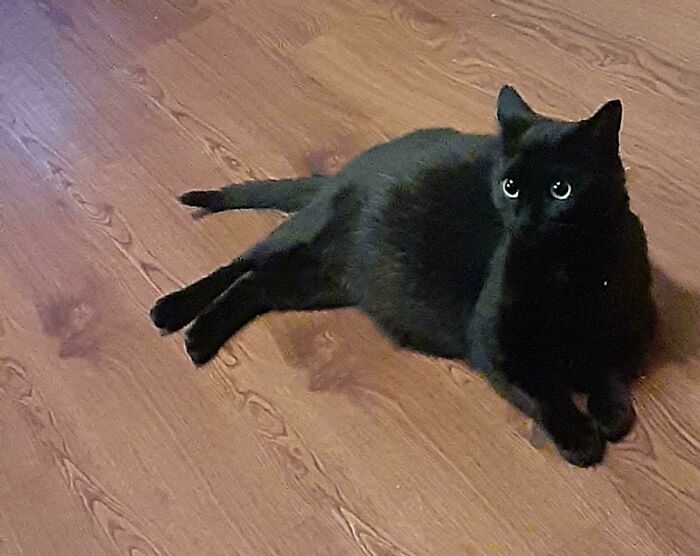 Black floofy cat lying on wooden floor showing its purrfectly-proportioned belly and bright eyes.