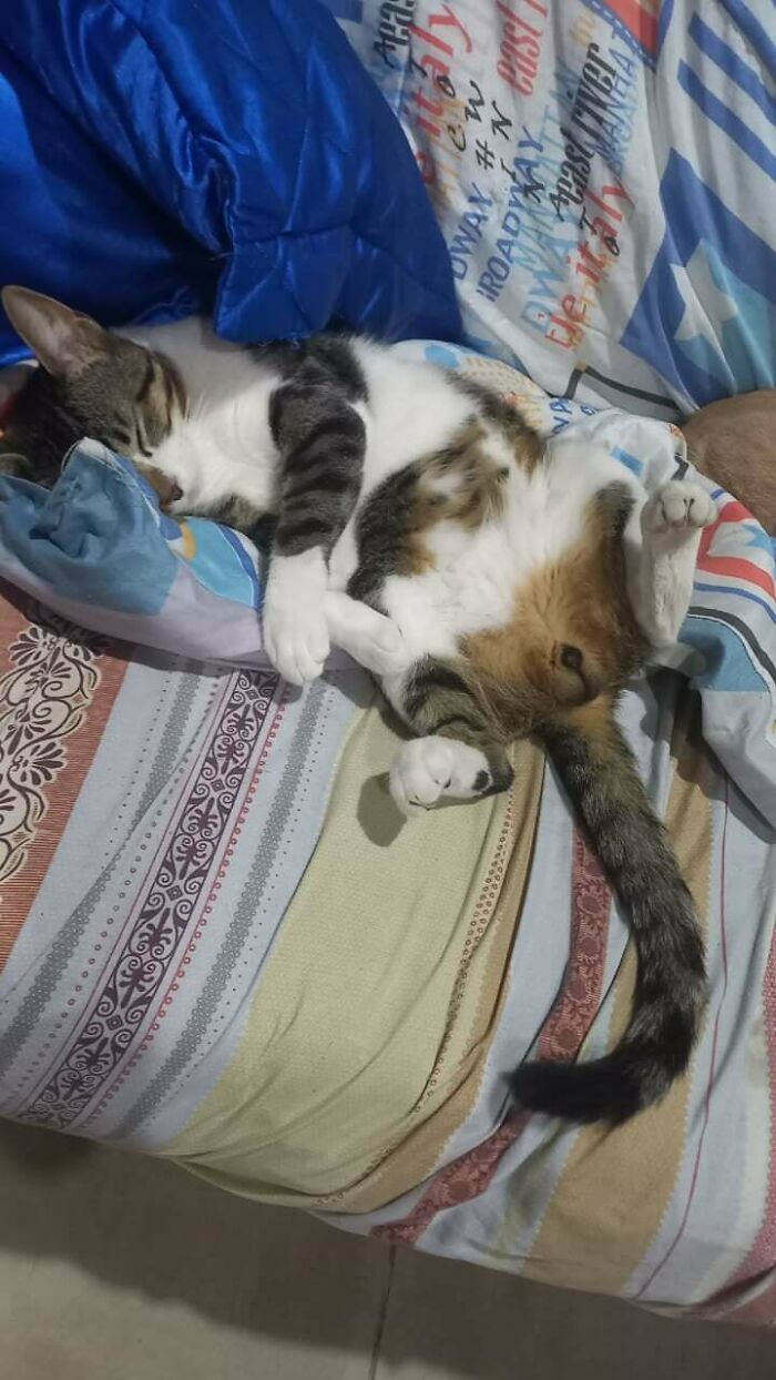 Floofy cat lying on a bed with its purrfectly-proportioned belly exposed, resting comfortably among colorful blankets.