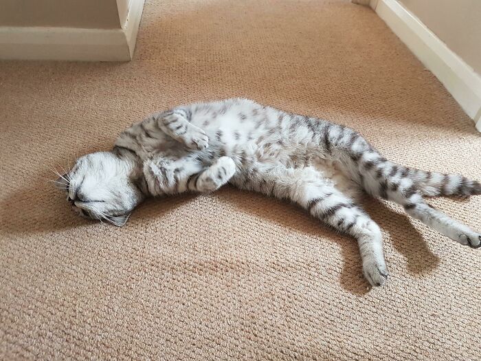 Floofy cat lying on its back with a purrfectly-proportioned belly on a beige carpeted floor.