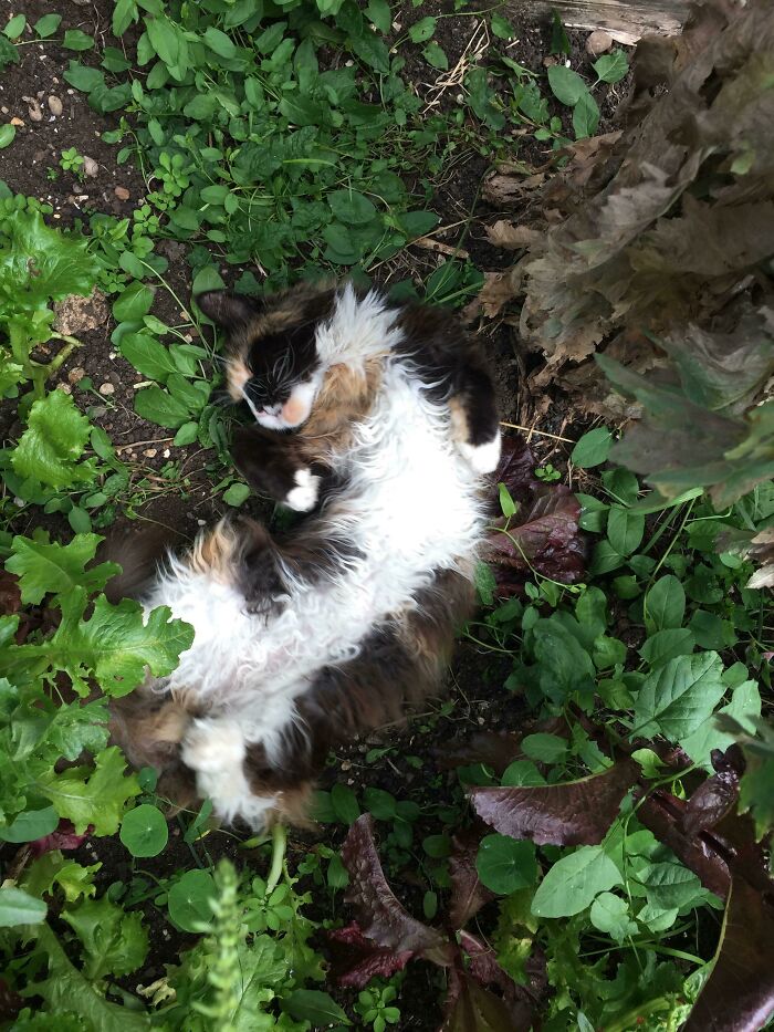 Fluffy cat lying on its back showing a purrfectly-proportioned belly surrounded by green leaves and soil outdoors