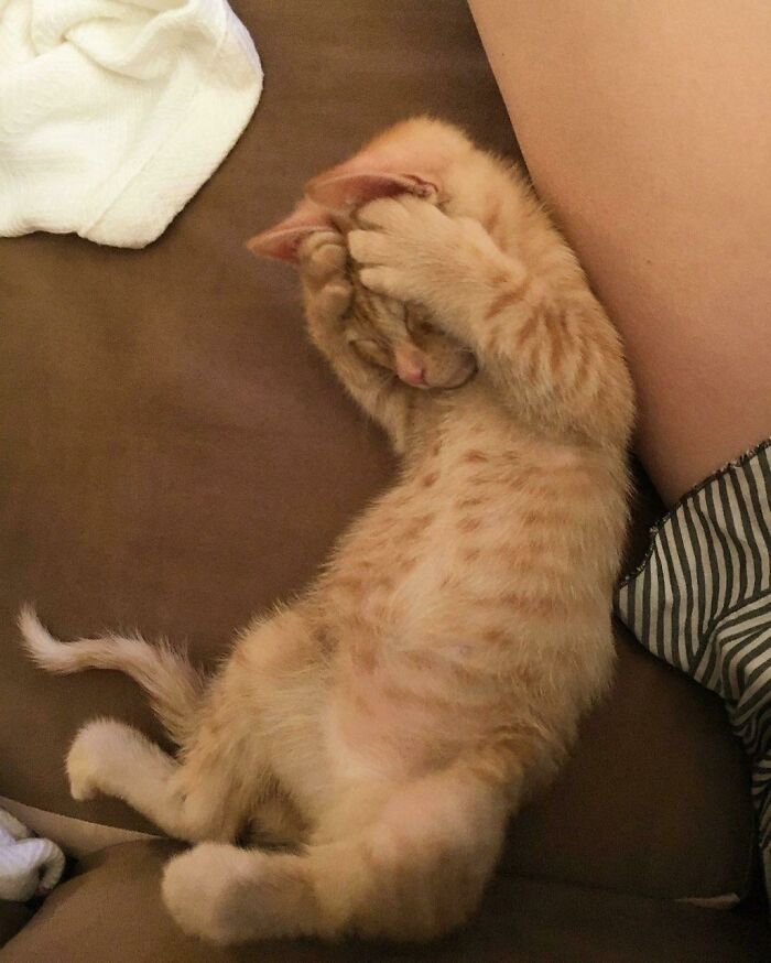 Orange floofy cat lying on couch with paws covering its face, showing its purrfectly-proportioned belly.