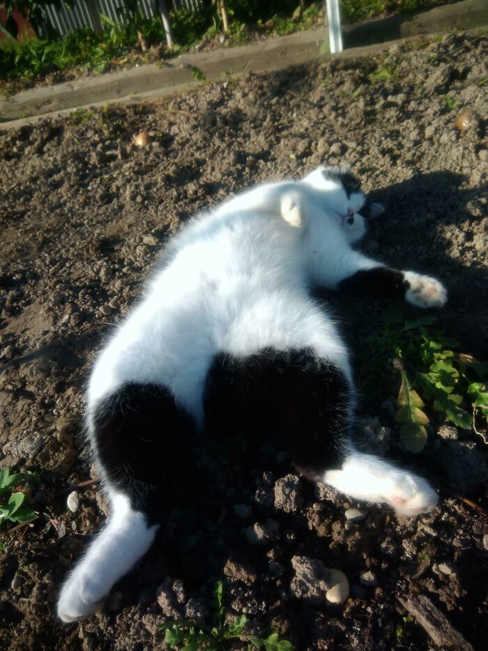 Black and white floofy cat lying on its back showing its purrfectly-proportioned belly on soil outdoors in sunlight