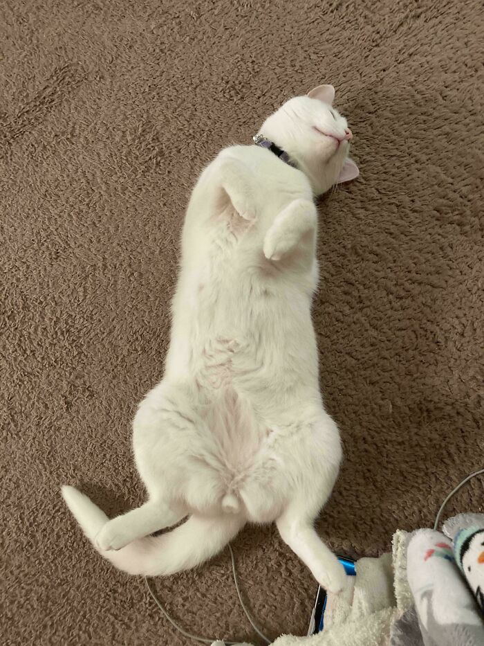 White floofy cat lying on its back showing its purrfectly-proportioned belly on a brown carpet.