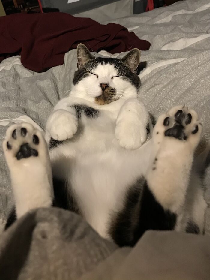 Floofy cat lying on its back with purrfectly-proportioned belly and paws visible, resting peacefully on a bed.