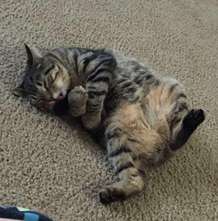 Tabby cat lying on carpet showing its floofy belly in a relaxed pose, highlighting floofy cats and purrfectly-proportioned bellies.