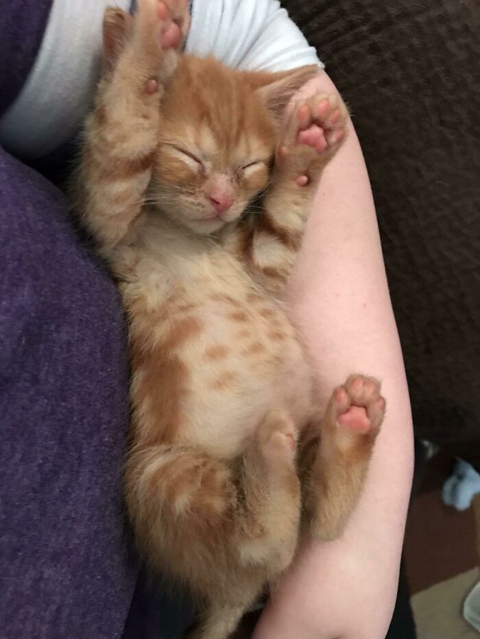 Fluffy orange kitten with purrfectly-proportioned belly sleeping peacefully in a person's arm.