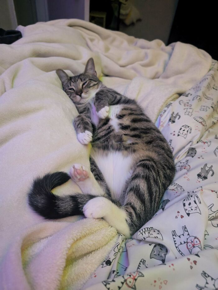 Floofy cat lying on a blanket showing its purrfectly-proportioned belly in a cozy bed setting.