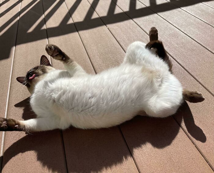 Floofy cat lying on its back showing a purrfectly-proportioned belly while basking in the sunlight on a wooden deck.