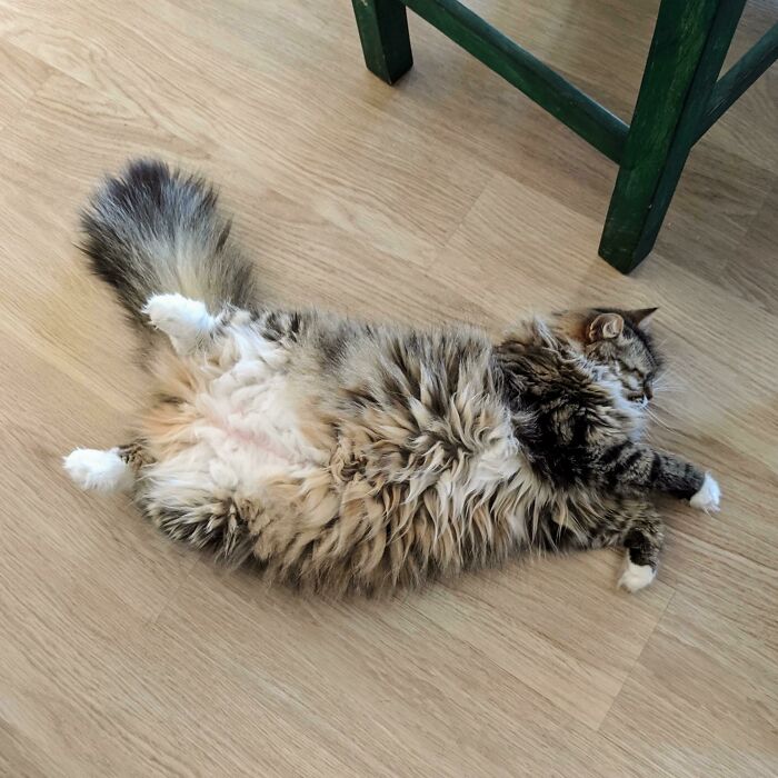 Floofy cat lying on its back with a purrfectly-proportioned belly on a wooden floor near a green chair leg.