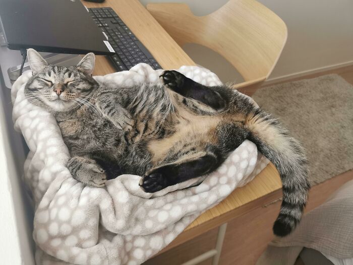 Floofy cat lying on back with purrfectly-proportioned belly on soft blanket beside a laptop on wooden desk.