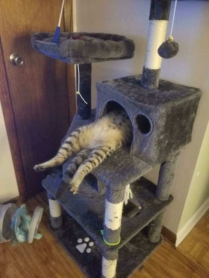 Tabby cat with a floofy belly resting inside a multi-level cat tree, legs stretched out to brighten your day.