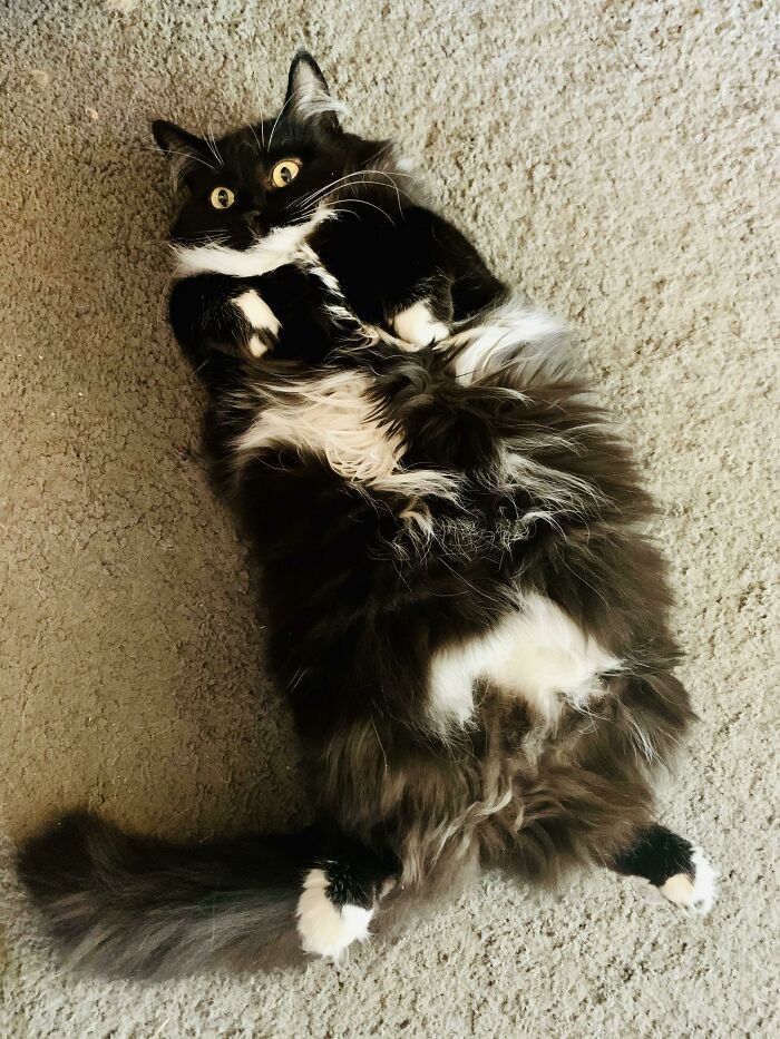 Floofy black and white cat lying on carpet showing its purrfectly-proportioned belly in a relaxed pose.