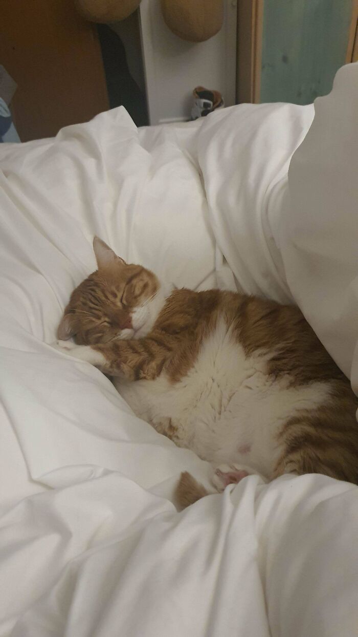 Floofy cat with purrfectly-proportioned belly peacefully sleeping curled up on soft white bedding.